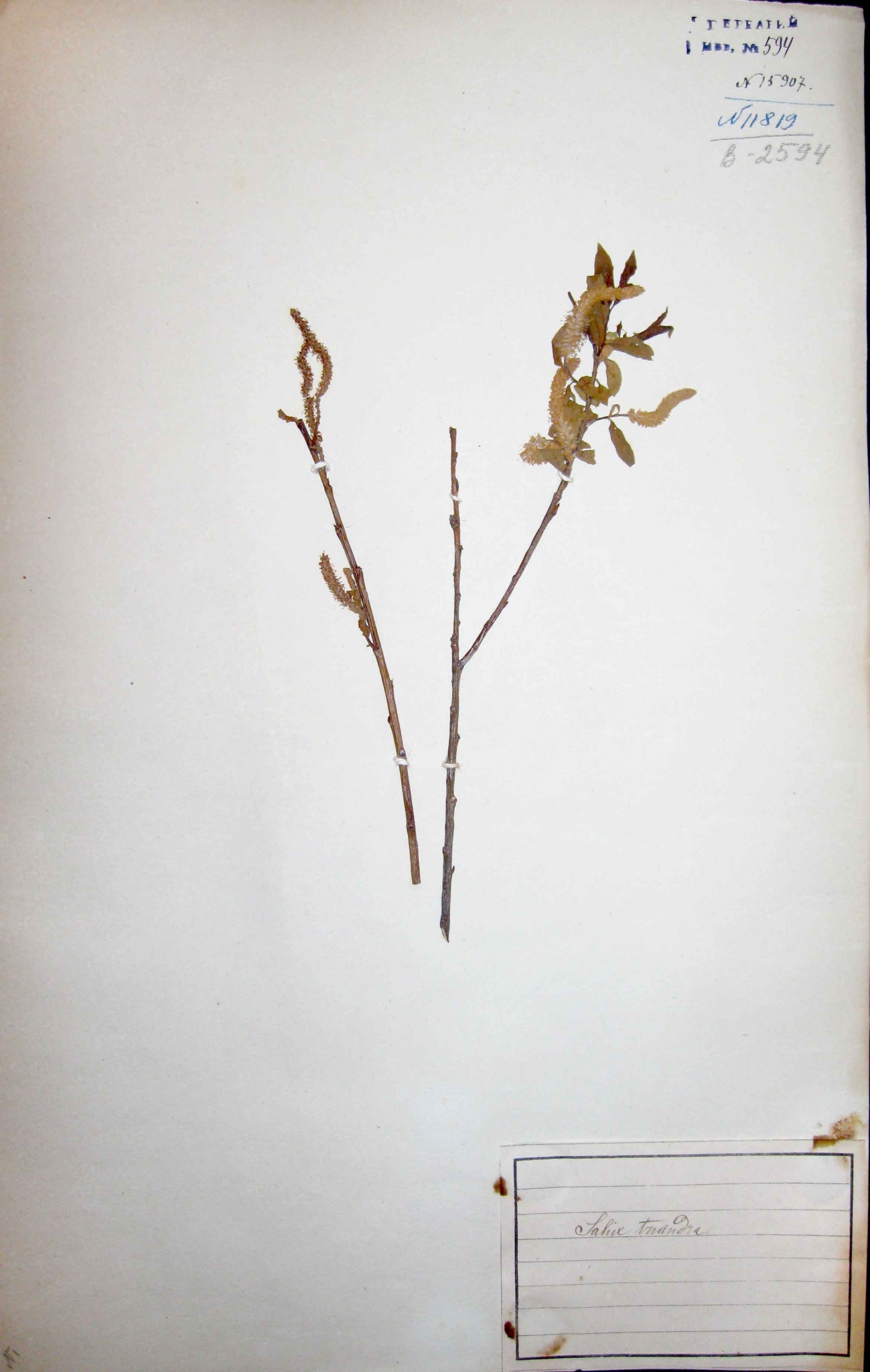 Ива трехтычинковая (Salix triandra) — один из самых широко распространенных кустарниковых видов ив.