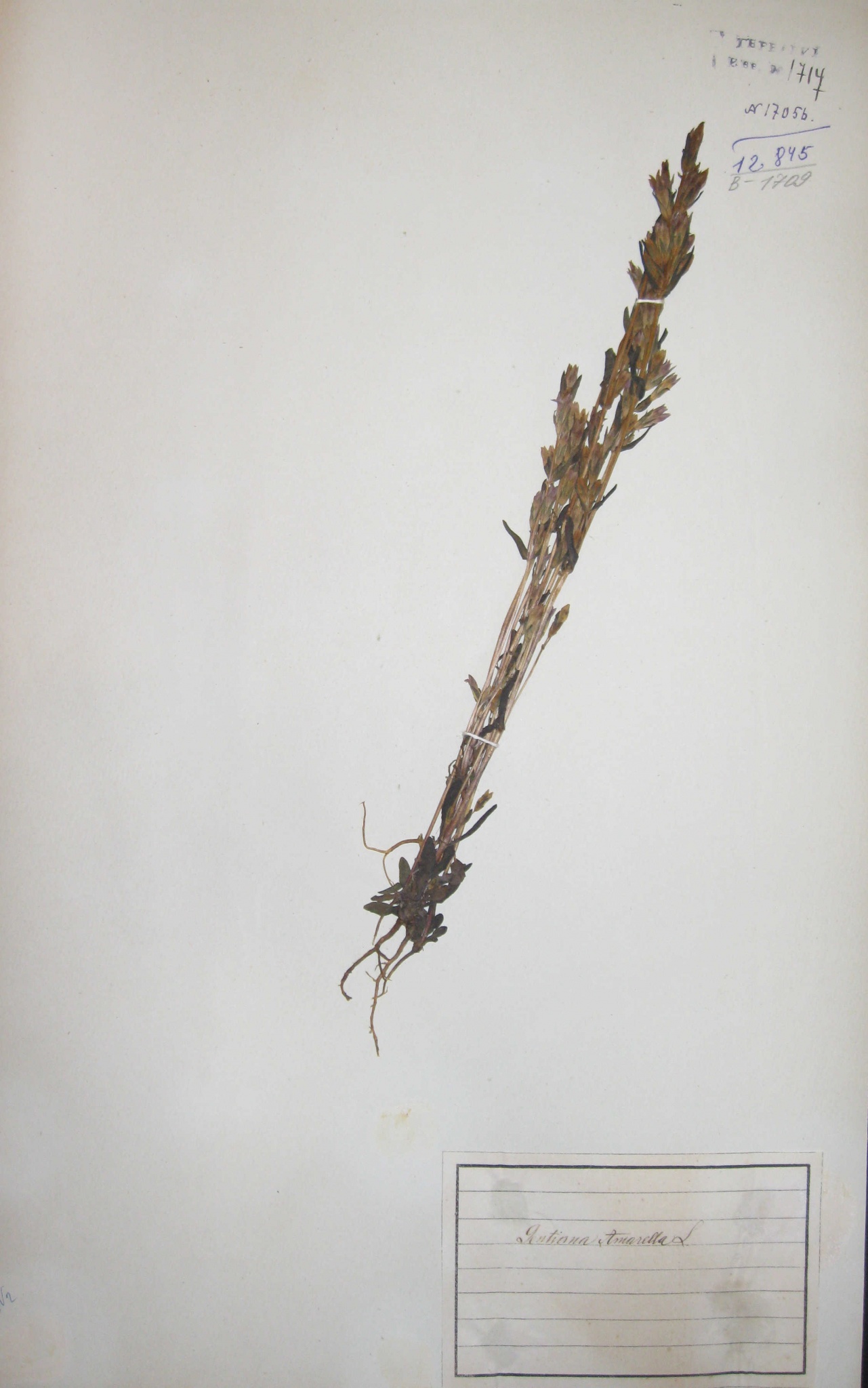 Горечавочка горьковатая (Gentianella amarella) — редкое лекарственное растение.