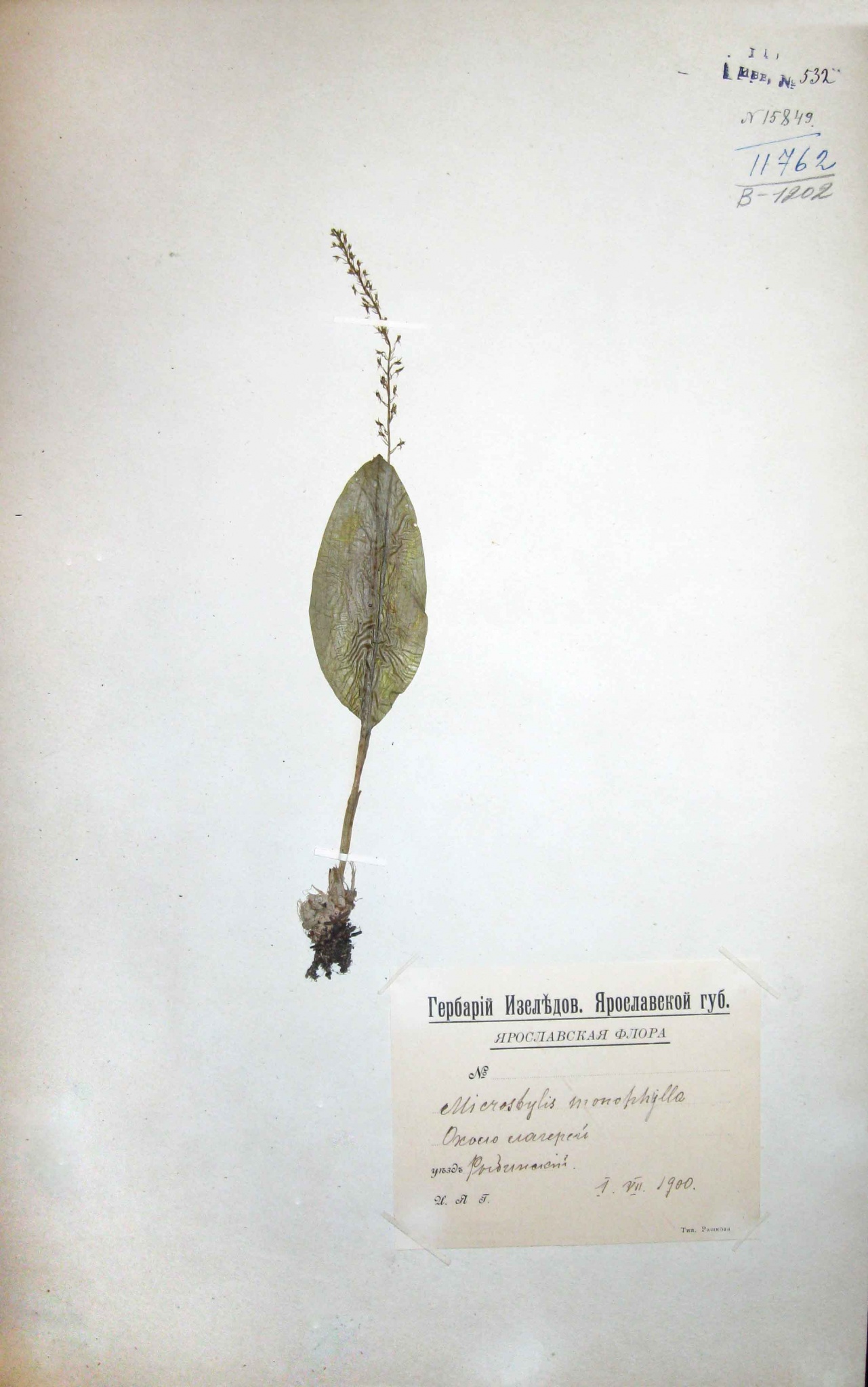 Кокушник комарниковый (длиннорогий) (Gymnadenia conopsea) — редкий вид, занесенный в Красную книгу Ярославской области.