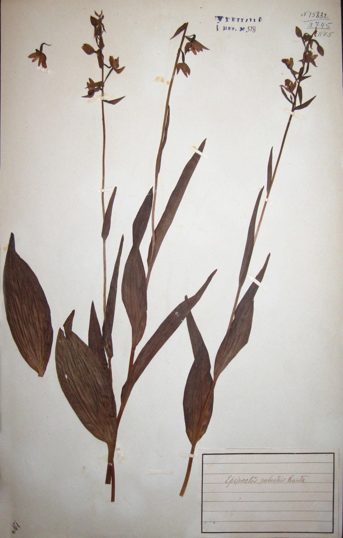 Дремлик болотный (Epipactis palustris) — редкий вид, занесенный в Красную книгу Ярославской области.