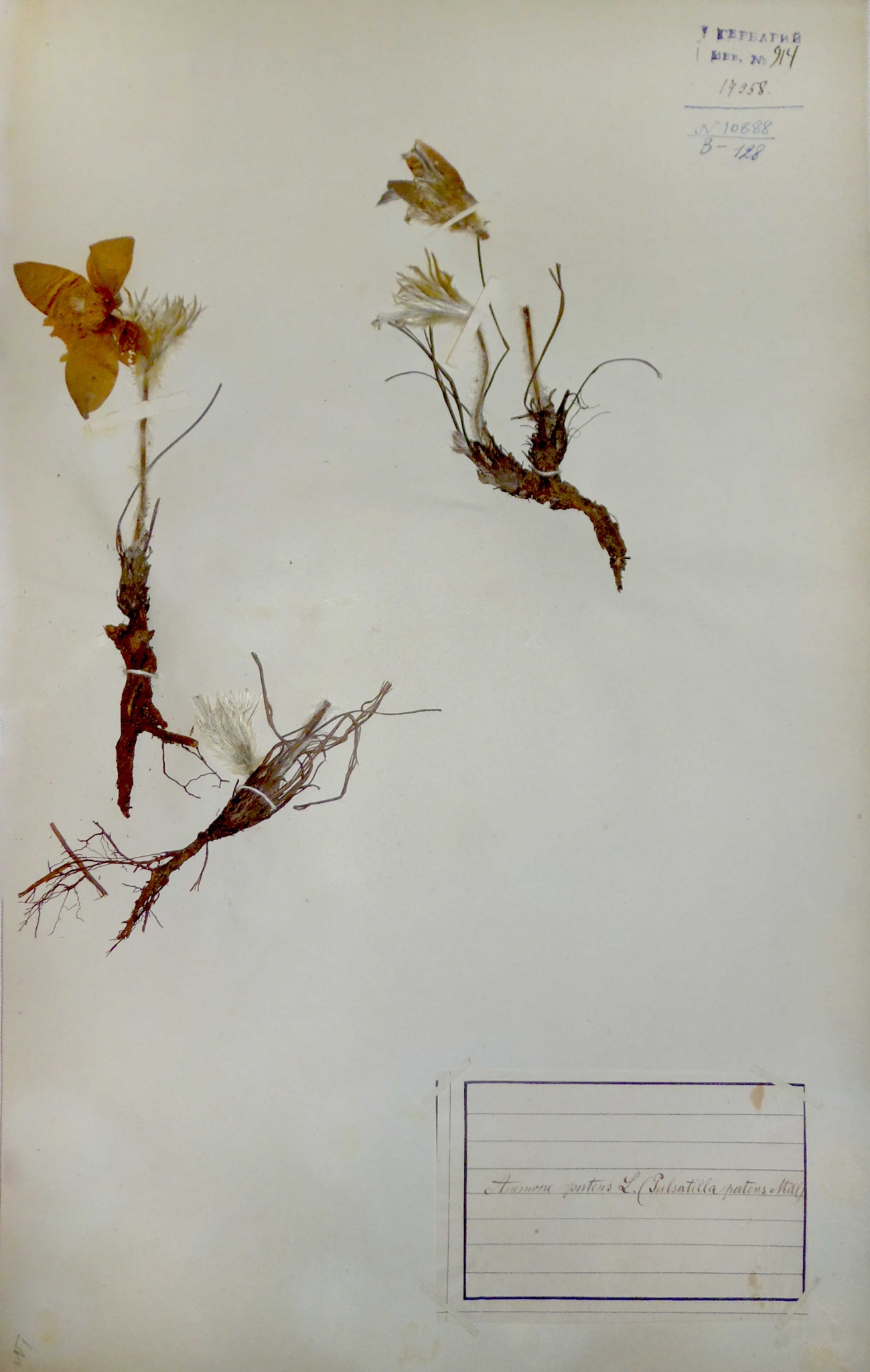 Прострел раскрытый (Сон-трава) (Pulsatilla patens) — редкий вид, занесенный в Красную книгу Ярославской области.