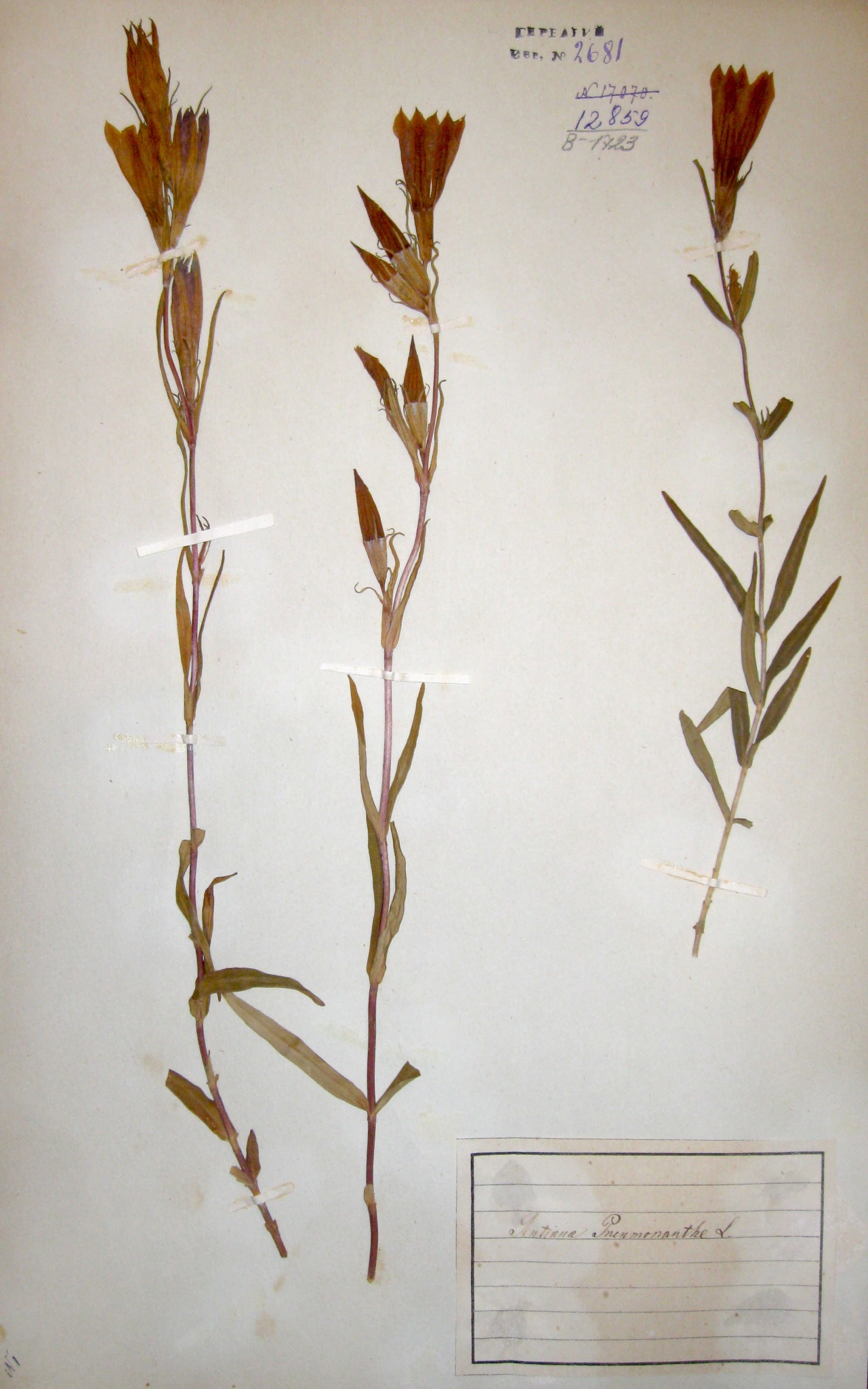 Горечавка легочная (Gentiana pneumonanthe) — редкий вид, занесенный в Красную книгу Ярославской области.