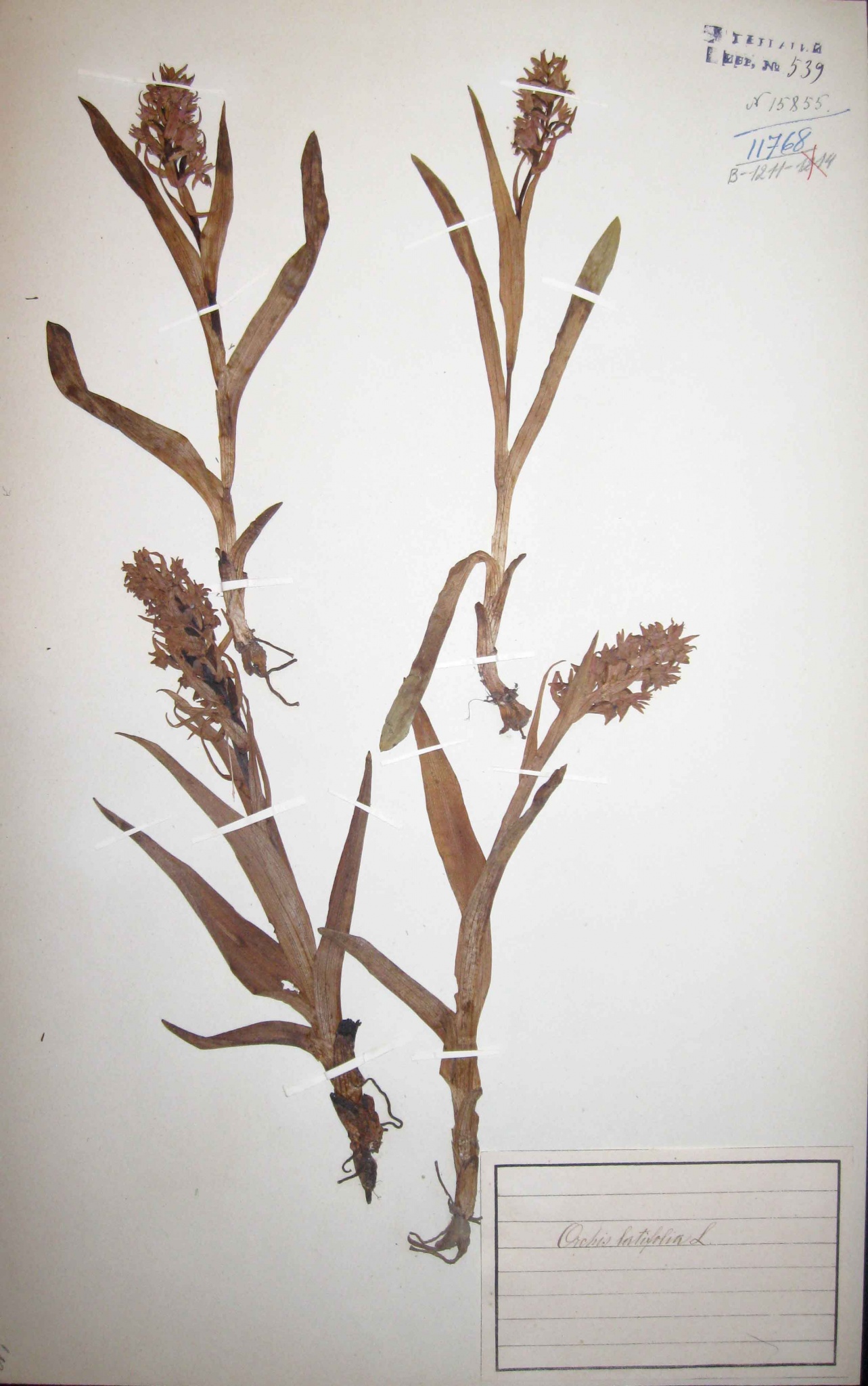 Пальчатокоренник майский (широколистный) (Dactylorhiza majalis) — вид, включенный в Красную книгу Российской Федерации.
